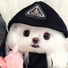 Dingdong Avanzado's avatar